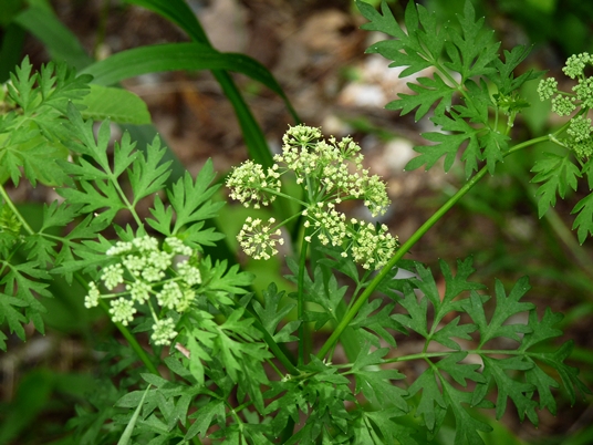 {Thaspium pinnatifidum}